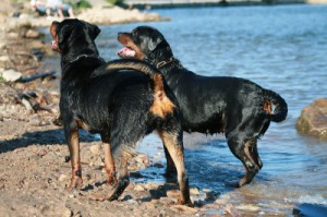 "Gefährliche Hunde" müssen angeleint bleiben